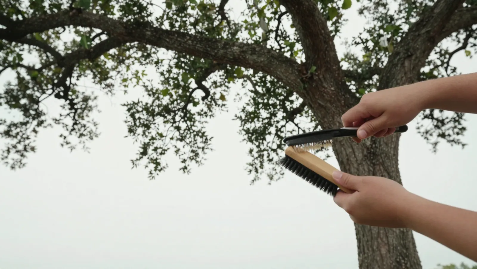 Hands hold two brushes against a tree trunk; machinery is brushes, terrain the tree, work involves handling for maintenance — Daniel Dean Land Clearing, Southeast Texas