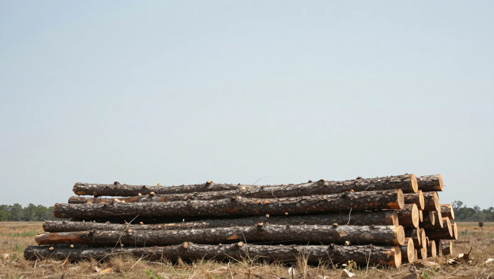 Stacked cut logs lie on dry grass terrain; logging work done without machinery — Daniel Dean Land Clearing, Southeast Texas