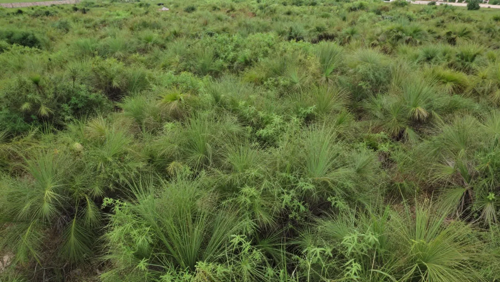 No machinery visible; grassy terrain with dense vegetation, no work underway — Daniel Dean Land Clearing, Southeast Texas