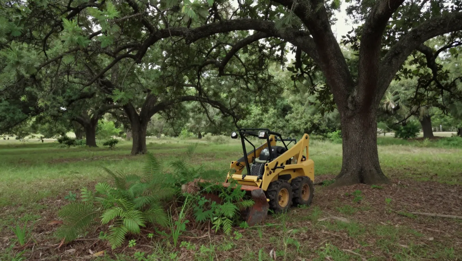 Yellow skid steer loader clears brush under trees in a wooded grassy area — Daniel Dean Land Clearing, Southeast Texas