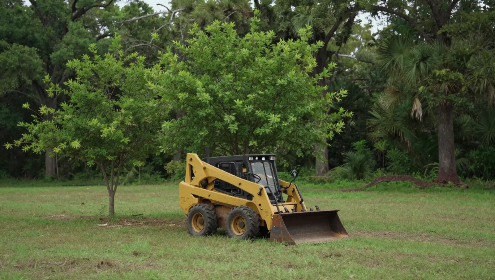 Yellow skid-steer loader on grassy field with trees; its bucket suggests earth-moving work — Daniel Dean Land Clearing, Southeast Texas