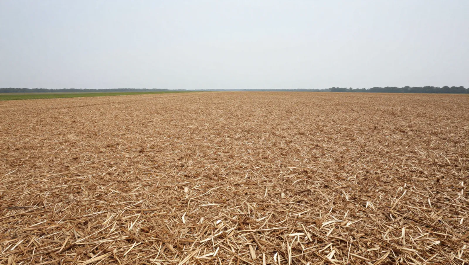 Flat agricultural field covered in harvested crop stubble has no machinery; work done is recent harvesting — Daniel Dean Land Clearing, Southeast Texas
