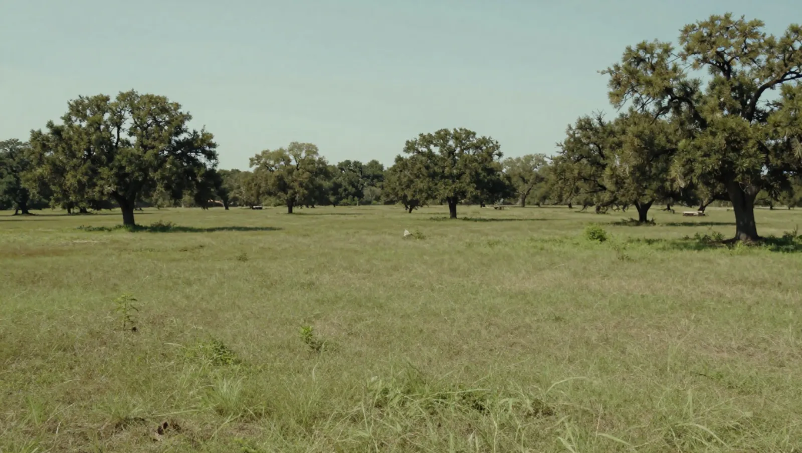 Grassland dotted with oak trees has no visible machinery or active work — Daniel Dean Land Clearing, Southeast Texas
