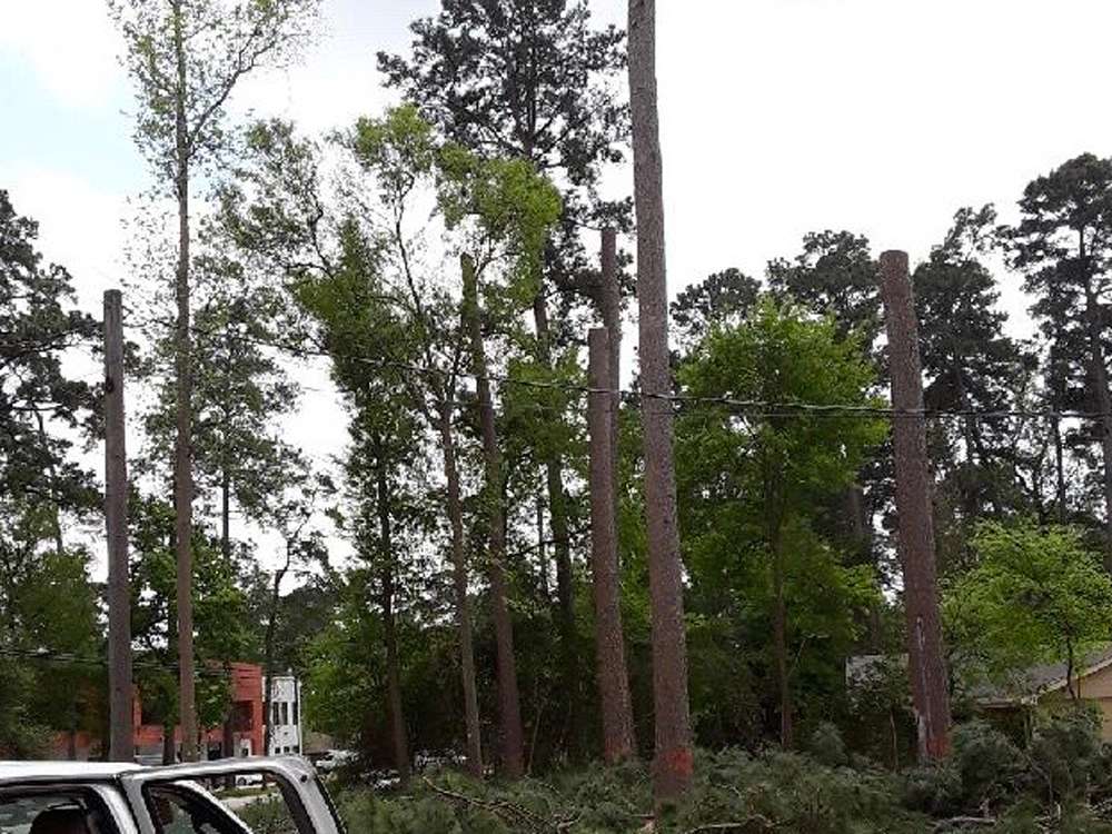 Land_clearing_Trees-Tooped-for-Removal