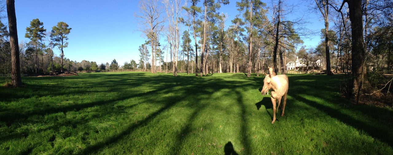 land clearing horse pasture